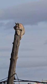В Забайкалье спасли рысь, забравшуюся на опору ЛЭП