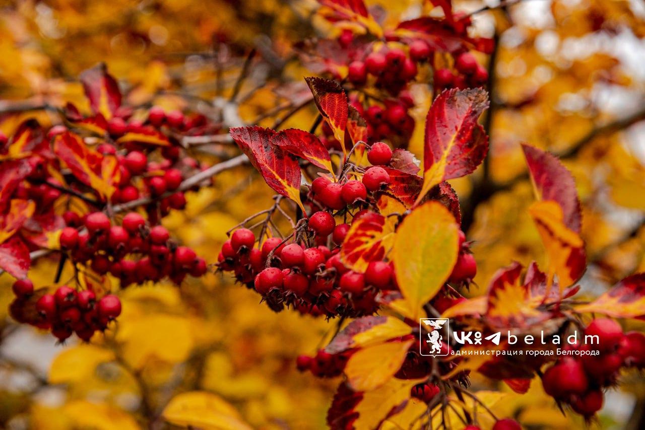 Погода в Белгороде сегодня: до +10°, переменная облачность, местами дождь.