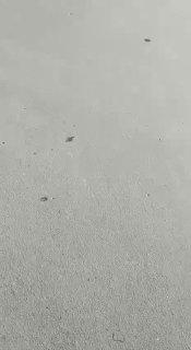 В Новосибирске 76-летняя пенсионерка за рулем авто перепутала педали и...