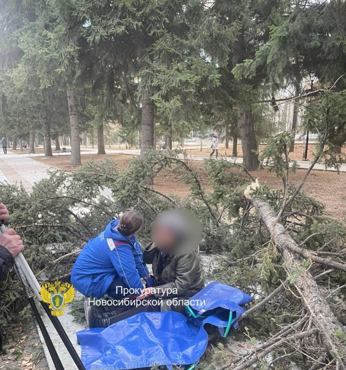 Дерево упало на пенсионеров возле Монумента Славы в Новосибирске. Больше...