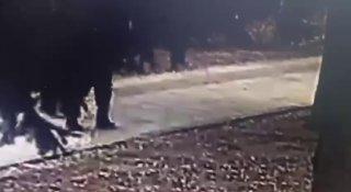 Дерево упало на пенсионеров возле Монумента Славы в Новосибирске. Больше...