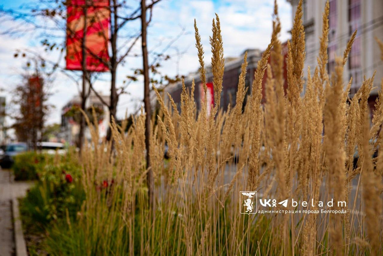 Погода в Белгороде сегодня: облачно, до +10°