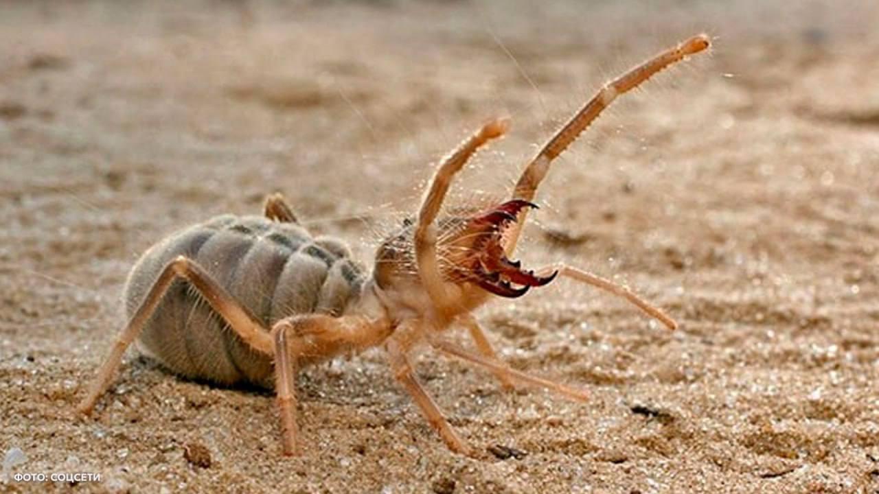 Здоровая шишка выросла у россиянки после нападения неизвестного насекомого в Египте. Вероятнее всего, это был ночной верблюжий паук