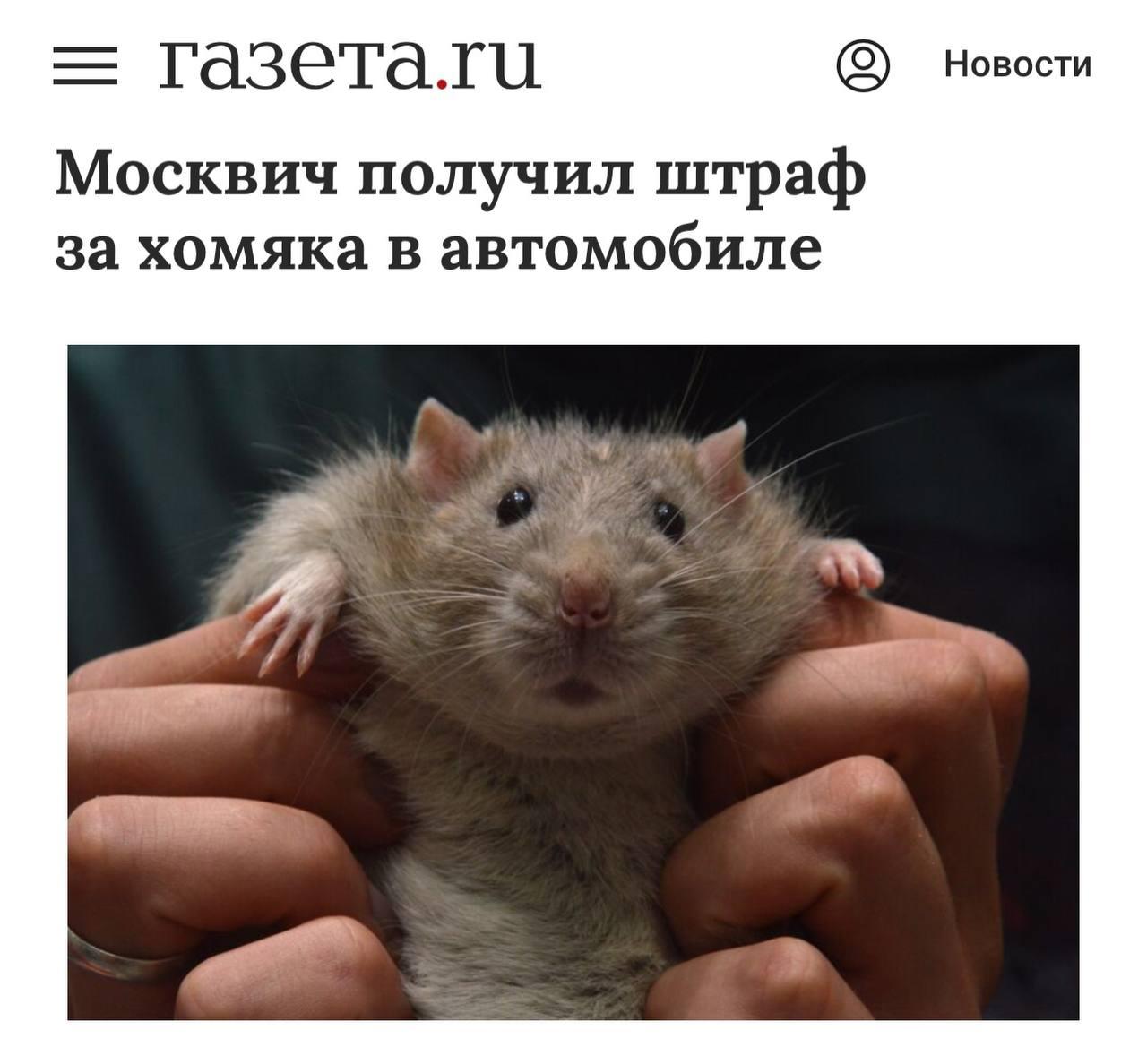 В Москве водителю выписали штраф 4,5 тысячи рублей за ХОМЯКА в машине.