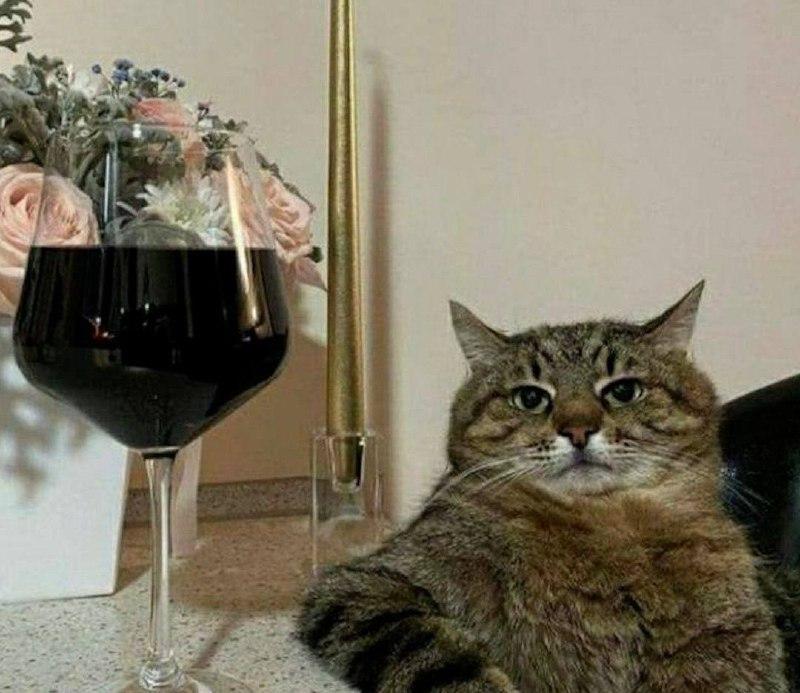 Девушка через суд пытается отнять кота у бывшего в Красноярске. В заявлении...