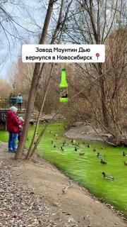 В водоёмах Новосибирска вода окрасилась в зелёный цвет.
