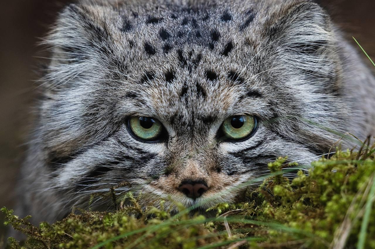 Парк «Роев ручей» публикует свежий фотоотчёт: манул Борис официально открыл...
