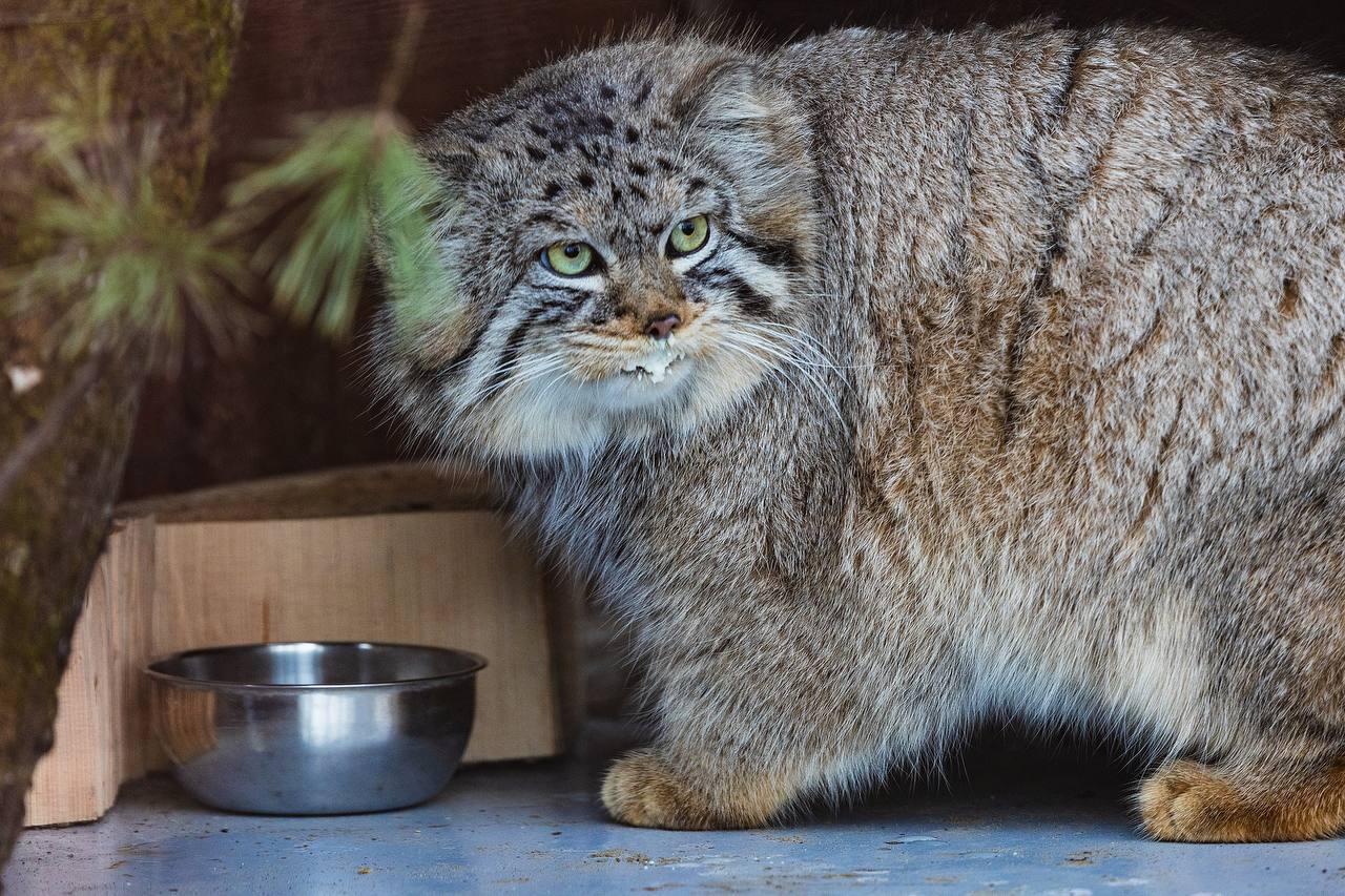 Парк «Роев ручей» публикует свежий фотоотчёт: манул Борис официально открыл...