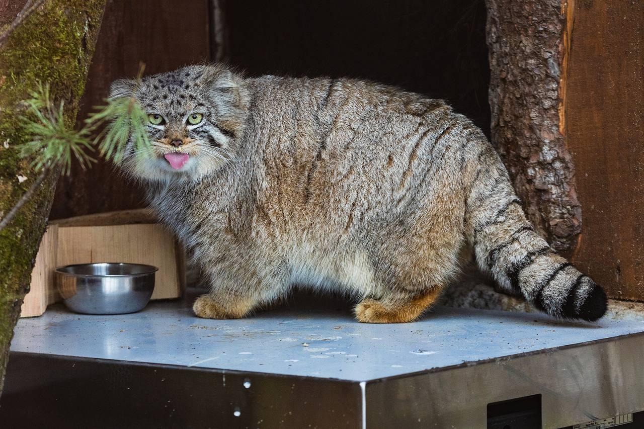 Парк «Роев ручей» публикует свежий фотоотчёт: манул Борис официально открыл...