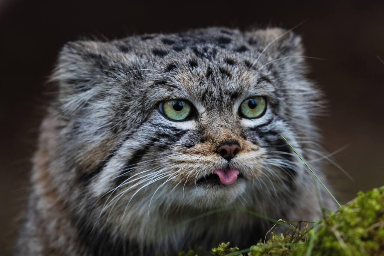 Парк «Роев ручей» публикует свежий фотоотчёт: манул Борис официально открыл...