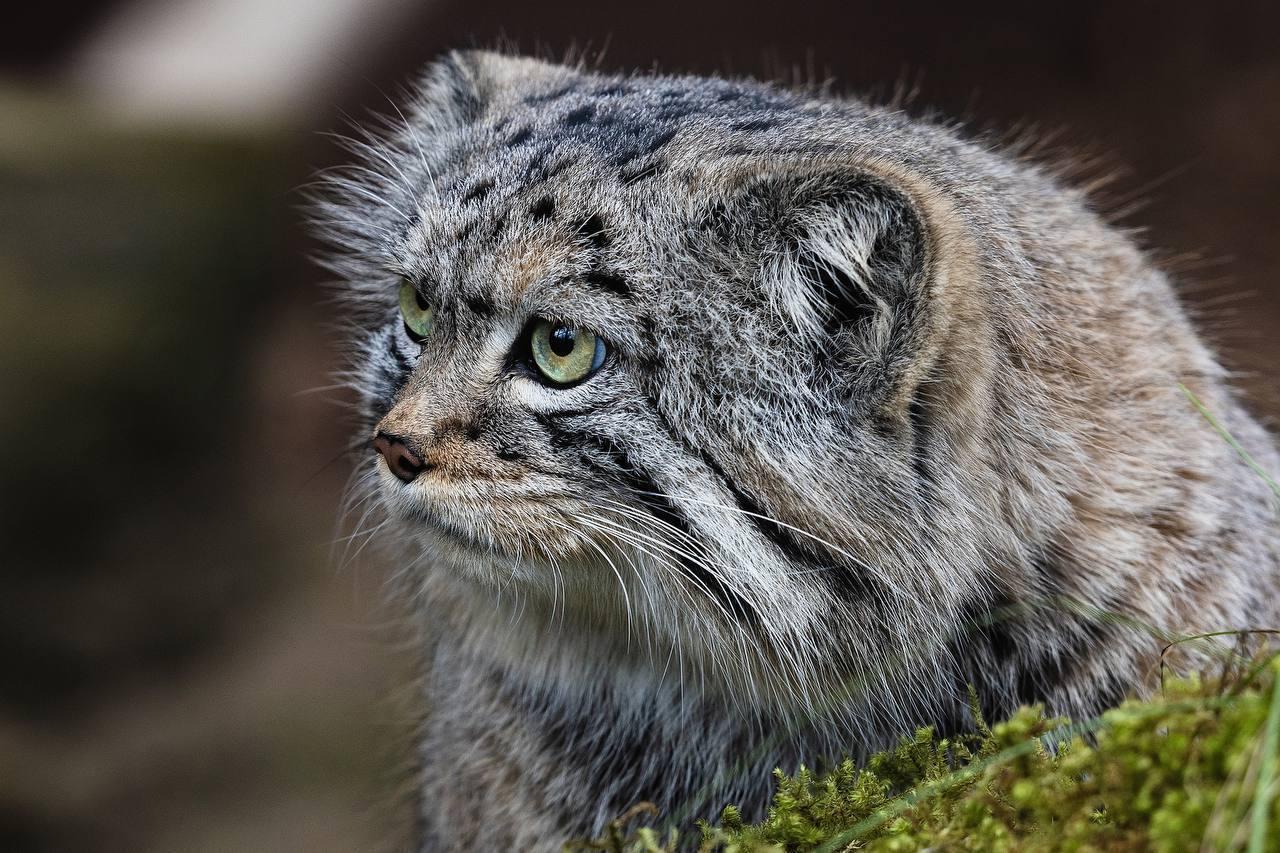 Парк «Роев ручей» публикует свежий фотоотчёт: манул Борис официально открыл...