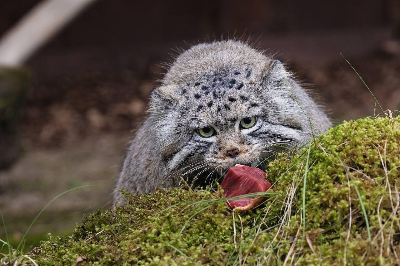Парк «Роев ручей» публикует свежий фотоотчёт: манул Борис официально открыл...