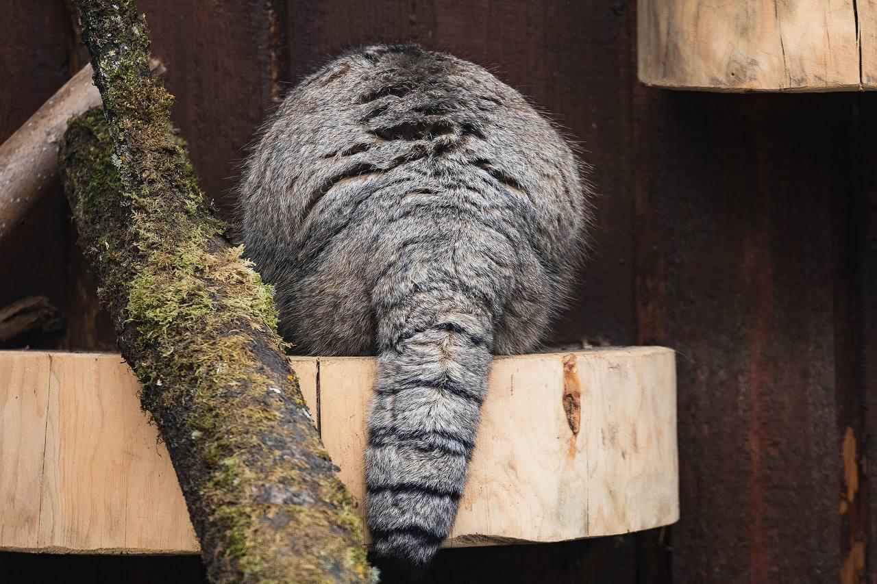 Парк «Роев ручей» публикует свежий фотоотчёт: манул Борис официально открыл...