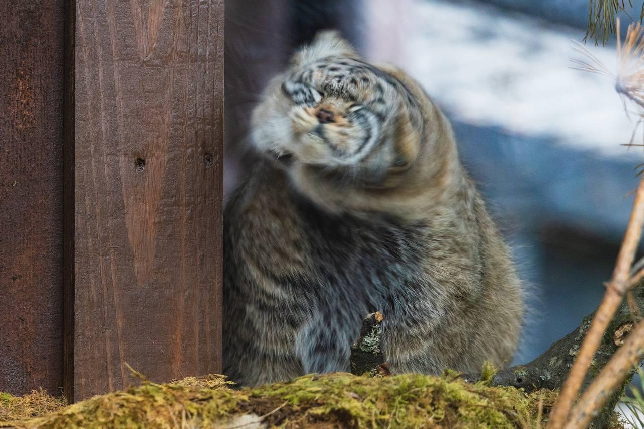 Парк «Роев ручей» публикует свежий фотоотчёт: манул Борис официально открыл...
