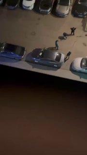 Массовая драка между мигрантами с ножами и топорами в московком ЖК «Филатов Луг»