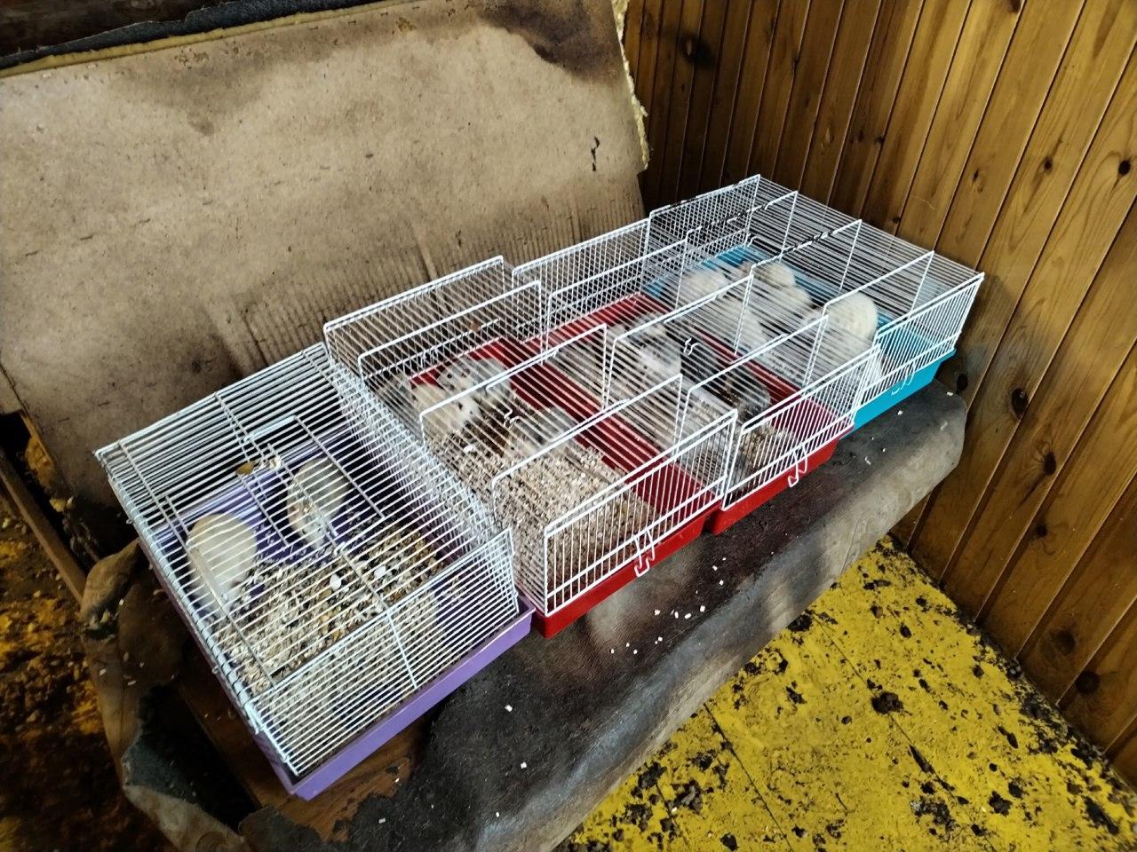 В Екатеринбурге волонтеры нашли в холодном сарае больше 40 крысок