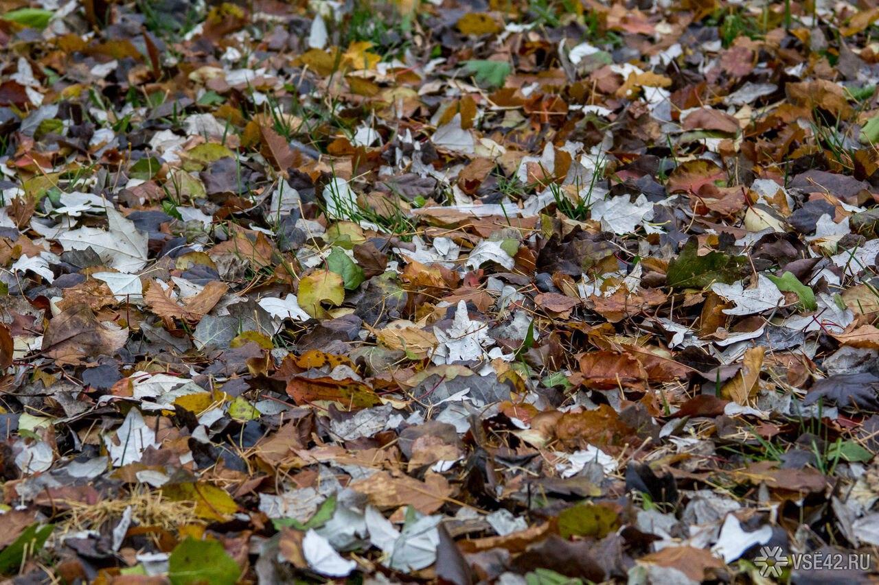 Заморозки с туманами придут в Кузбасс в праздничный вторник По данным...