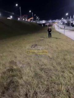 Енот напал на группу молодых людей около 