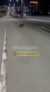 Енот напал на группу молодых людей около 