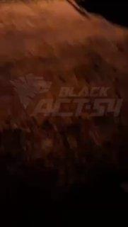 Енот напал на группу молодых людей около 