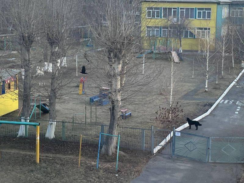 В Ачинске не могут освободить территорию детского сада от бездомных собак На...