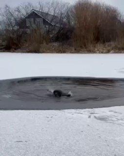 В Тюмени мужчина спас тонувшую собаку, выйдя на тонкий лед