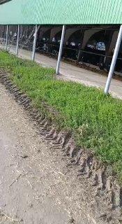 В Краснодарском крае прокуратура проверяет ферму, где хозяин натянул против птиц «сети-убийцы». Местные власти при этом говорят, что «всё хорошо».