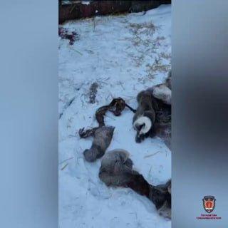 Житель Балахтинского района осуждён за безжалостный отстрел 9 косуль Местный...