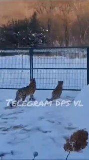 В Уссурийском районе местный житель заметил двух леопардов на своём участке.