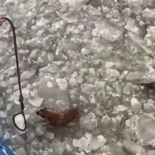 «Ты, балбес!»: калининградские моряки спасли собаку, застрявшую на льдине