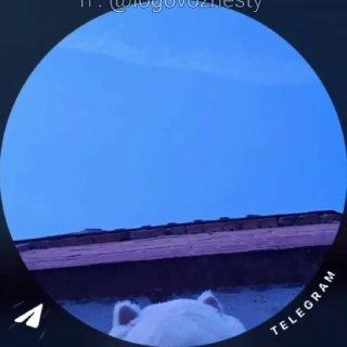 «Вон там щас я буду валяться… Всем пока… Всех люблю» В Ярославле студентка...