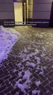 В Москве девушка увидела замерзающую крысу и впустила ее в подъезд погреться...