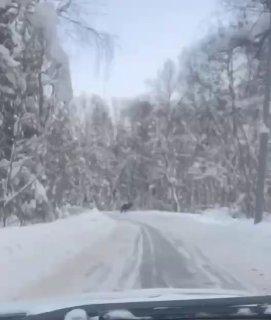 Лоси начали прогуливаться по улицам Подмосковья. Рогатых гостей стали...
