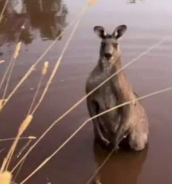 В Австралии кенгуру пытался утопить собаку в пруду и растерзал ее хозяина