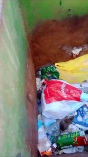 Во Владивостоке крысы оккупировали мусорки, они даже выпрыгивают на людей....