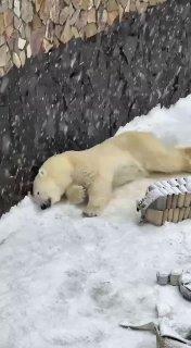 Белая медведица Хаарчаана из Ленинградского зоопарка наслаждается весенним...