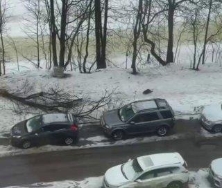 Во дворе жилого комплекса у Чёрной речки бобр повалил дерево